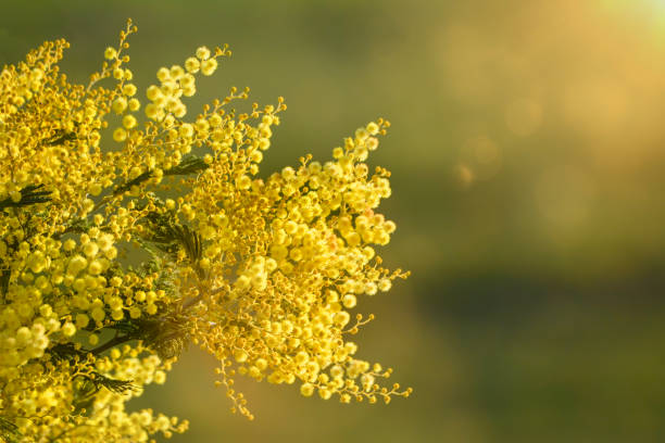 Australian native wattle flowers Bright yellow Australian acacia flowers acacia tree stock pictures, royalty-free photos & images