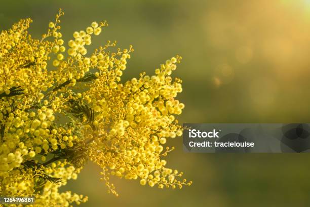 Australian Native Wattle Flowers Stock Photo - Download Image Now - Australia, Flower, Australian Culture