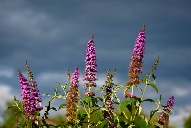 Butterfly bush Flowers of a butterfly bush with a blue sky and clouds behind them. buddleia blue stock pictures, royalty-free photos & images