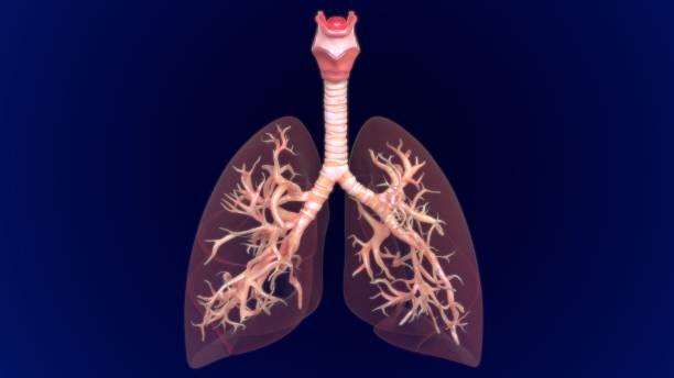 istock 3D Illustration Human Lungs Anatomy (Bronchi, Bronchioles) 1264198618
