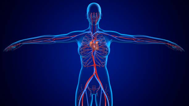 istock 3D Illustration Human Circulatory System Heart For Medical Concept 1264199328