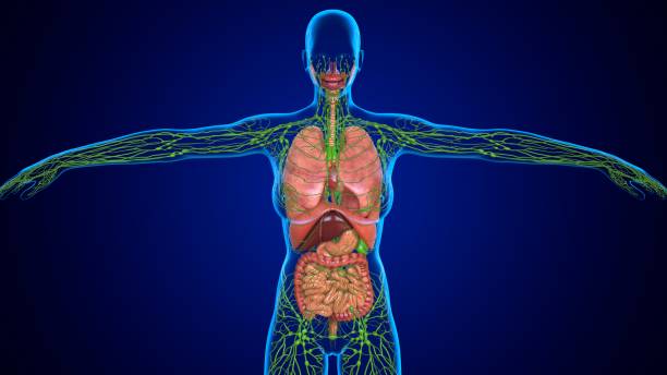 ilustración 3d pulmones humanos y ganglios linfáticos para concepto médico - lymphatic system fotografías e imágenes de stock