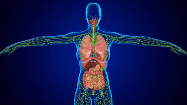 illustrazione 3d polmoni umani e linfonodi per concetto medico - lymph node foto e immagini stock
