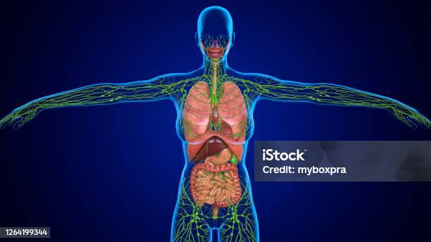 3d Illustration Human Lungs And Lymph Nodes For Medical Concept Stock Photo - Download Image Now