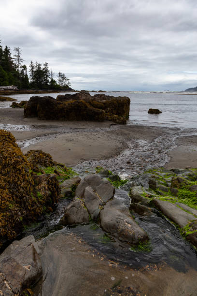 istock Raft Cove, British Columbia, Canada 1264205899