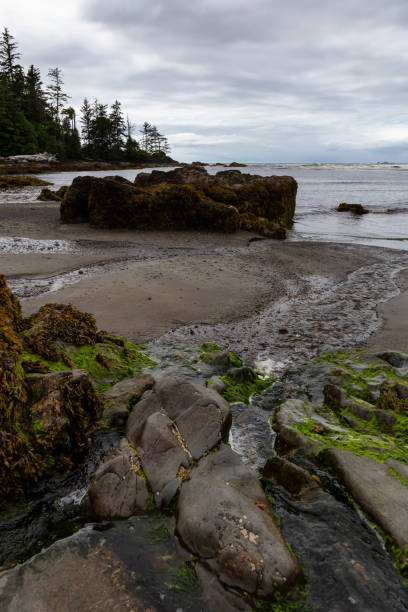 istock Raft Cove, British Columbia, Canada 1264205904