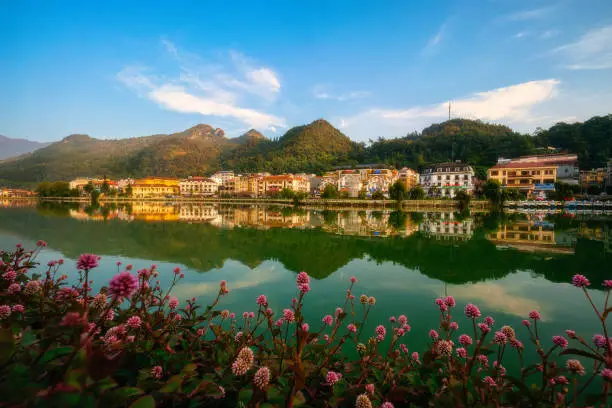 Flower in Sapa, Lao Cai - Nothern Vietnam lake blooming flawlessly