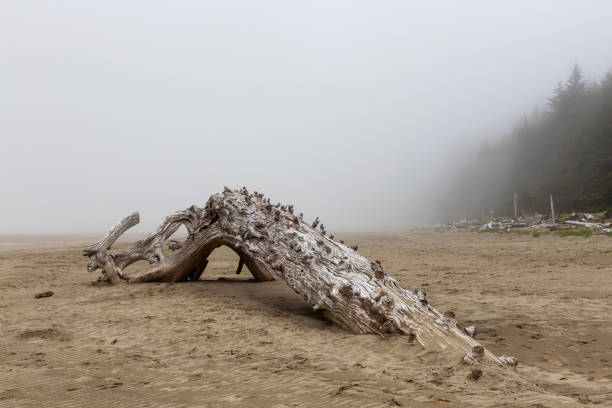 istock Panoramic View of Beautiful Sandy Beach on the Pacific Ocean Coast 1264206139