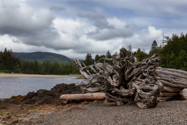istock Raft Cove, British Columbia, Canada 1264206282