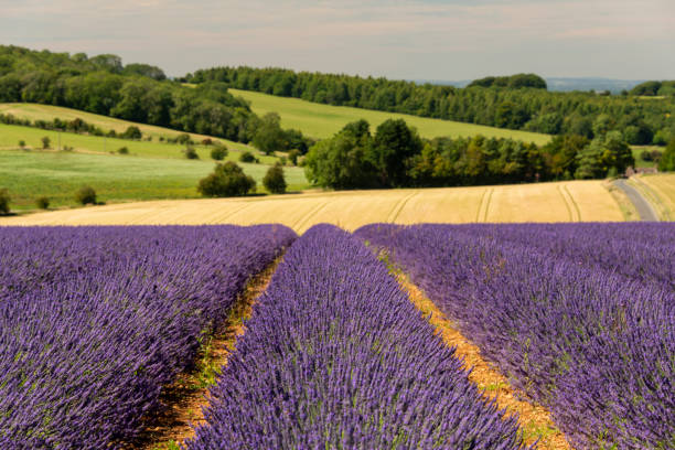 campi di lavanda nella campagna cotswold - cotswold foto e immagini stock