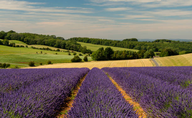 campi di lavanda nella campagna cotswold - worcestershire foto e immagini stock