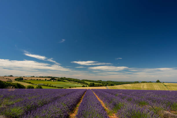 istock Lavender fields in the cotswold countryside 1264211040