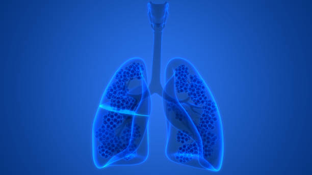 istock Human Respiratory System Lungs with Alveoli Anatomy 1264211340