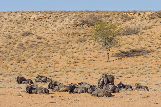istock Wildebeest Relaxing in the Kalahari 1264212018