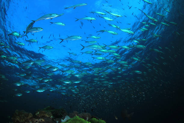 istock School of tuna and trevally fish 1264212097