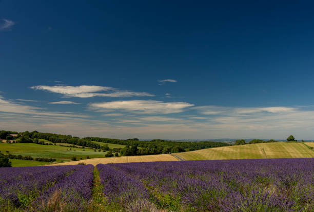 istock Lavender fields in the cotswold countryside 1264212245