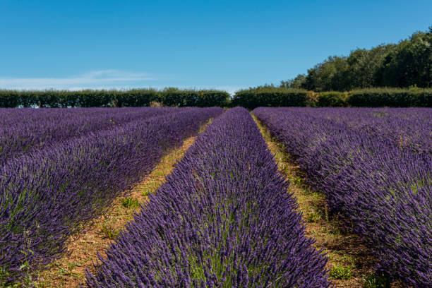 istock Lavender fields in the cotswold countryside 1264213185