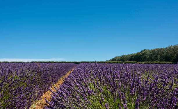 istock Lavender fields in the cotswold countryside 1264214013