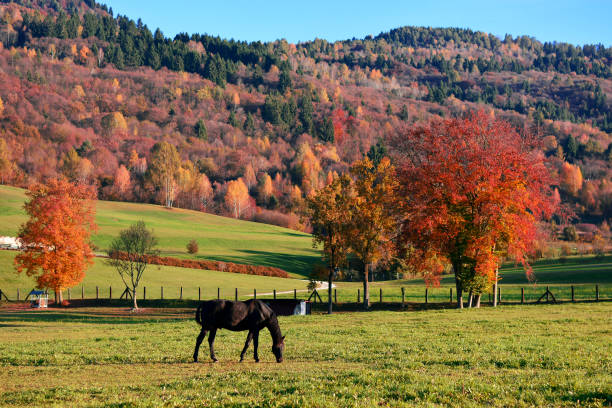 die pferde grasen im hochgebirge - meadow autumn hiking mountain stock-fotos und bilder