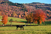 the horses graze in the high mountains