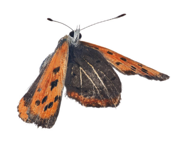 istock Large copper butterfly in flight on white 1264214137