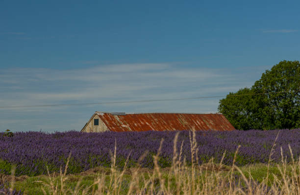 istock Lavender fields in the cotswold countryside 1264214259