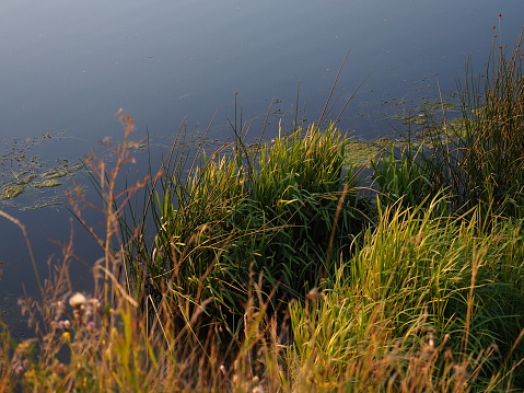 Green grass and stones on the coastal shallow water. The blue sky is reflected in the water, front focus