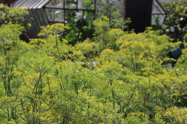 istock Dill growing in the garden 1264215554