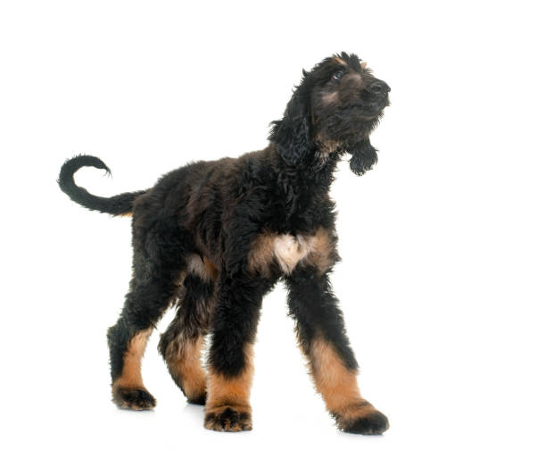 istock puppy afghan hound 1264216243