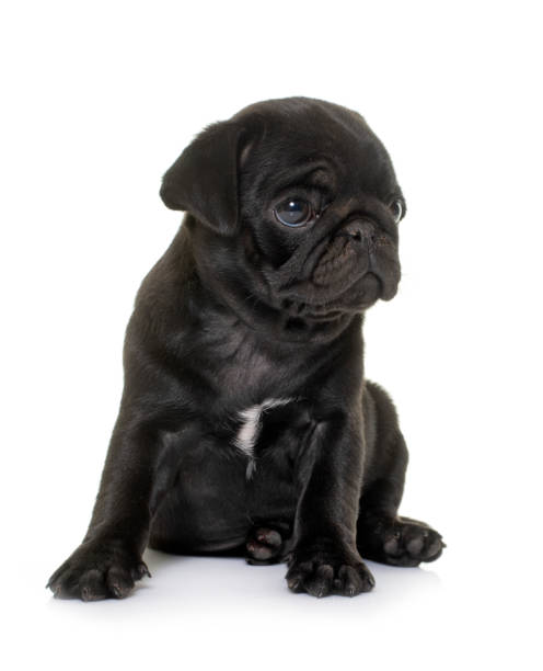 istock puppy black pug 1264216299