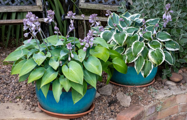 Flower pots of Hosta plants Flower pots of Hosta plants in an English garden hosta photos stock pictures, royalty-free photos & images