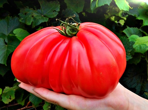 Close-up, large red tomato on one hand, beautiful decoration for Thanksgiving