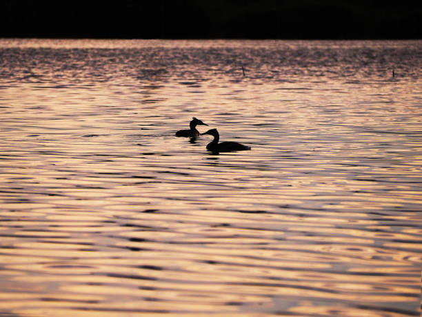 istock Two birds on the pond 1264217950