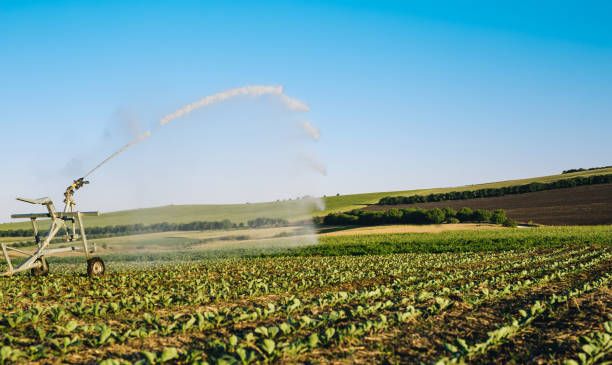 istock Field  irrigated a pivot sprinkler system at sunny day. Plant irrigation technology. 1264218987
