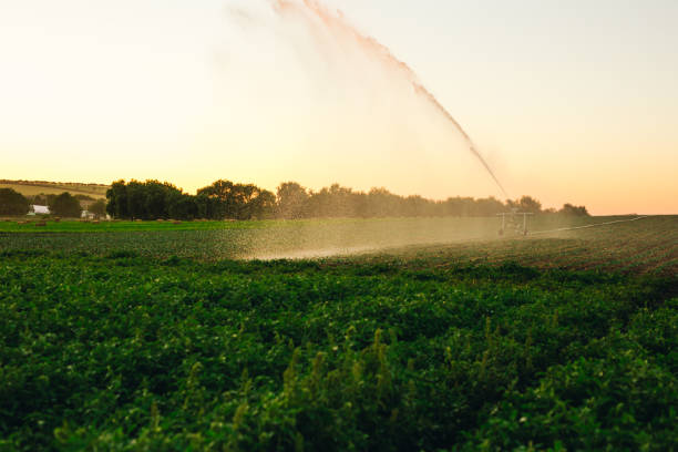 istock Field  irrigated a pivot sprinkler system at sunny day. Plant irrigation technology. 1264219009