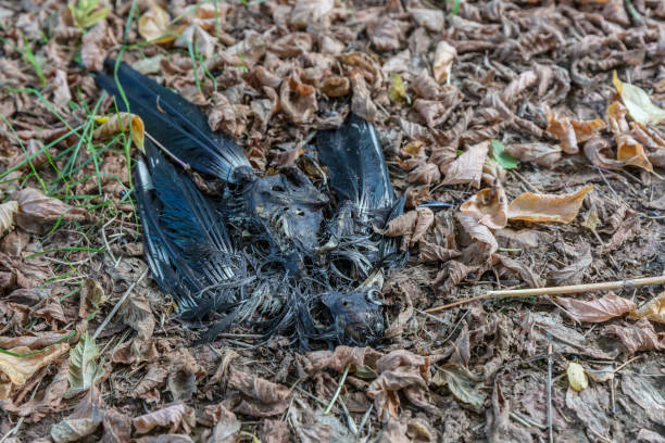 屋外の落ち葉の中で死んだ腐った鳥のカサゴ - dismembered ストックフォトと画像