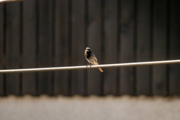 istock Male black redstart resting on ground 1264219405
