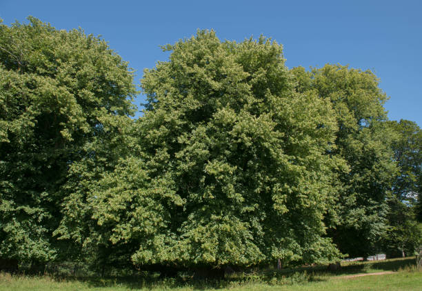 istock Summer Foliage of a Deciduous Common Linden or Lime Tree (Tilia x europaea) Growing in a Park in Rural Devon, England, UK 1264221515