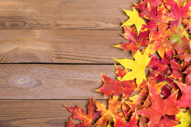 istock Background texture with old wooden table and yellow autumnal fallen maple leaves Top view Flat lay copy space Place for text Hello autumn, september, october, november, nature concept Rustic style 1264221886