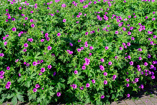 Many delicate vivid pink flowers of Geranium pratense wild plant, commonly known as meadow crane's-bill or meadow geranium, in a garden in a sunny summer day, beautiful outdoor floral background