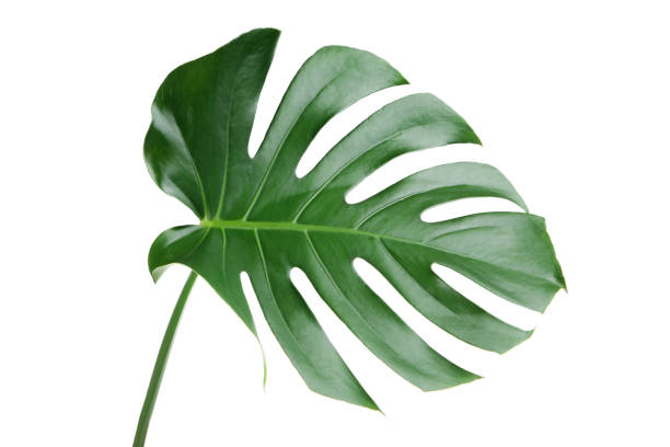 istock Green tropical monstera leaf isolated on white background 1264223490