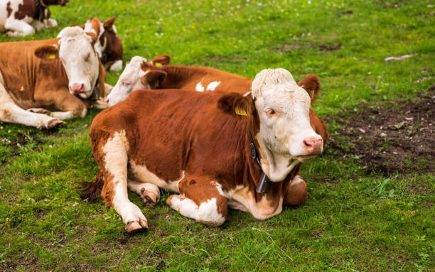 istock grazing cows inside Val di Fassa, Dolomites, Italy 1264224082