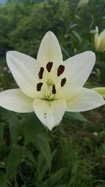 Flower language of chastity, white lily blooming in the park