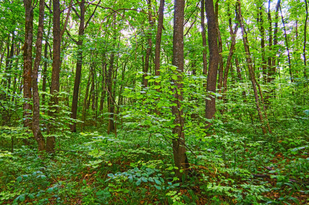 istock Beautiful dense deciduous forest. National park. Reserve. 1264224330