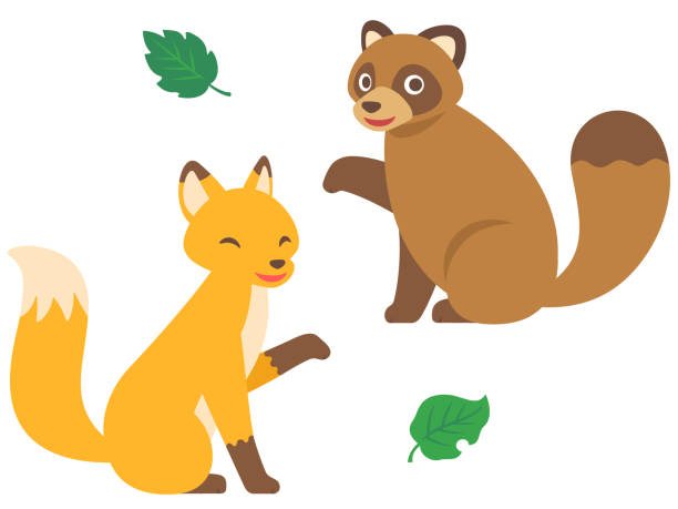 иллюстрация лисы и енотовидной собаки - raccoon dog stock illustrations