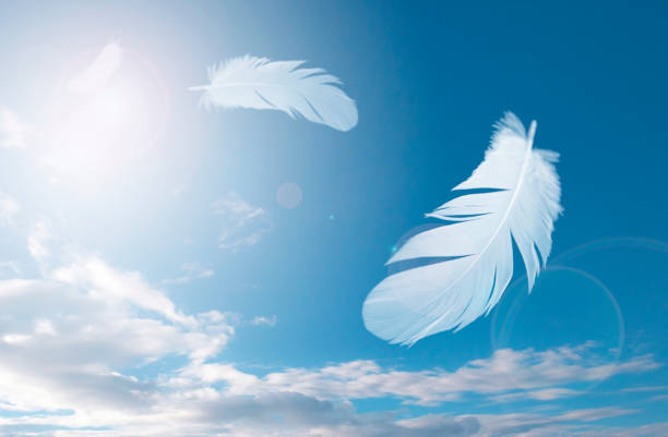 Beautyful perfect white lightwight birds feather, flying in supine position over white background.