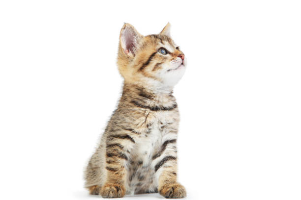 istock Beautiful kitten isolated on white background 1264225209
