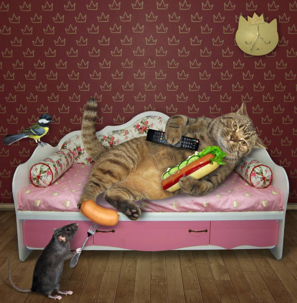 istock Cat with hot dog on pink couch 2 1264225265