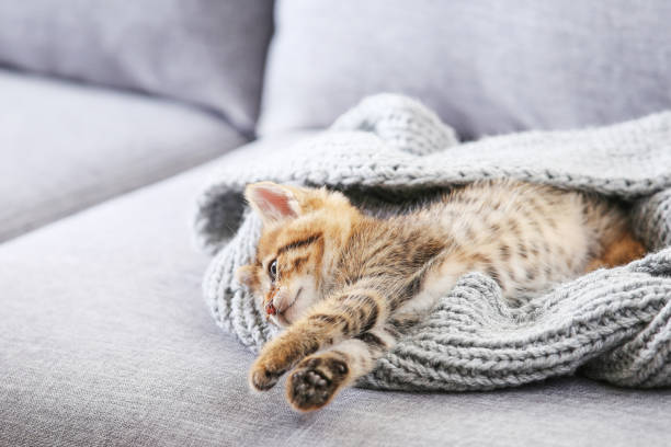istock Cute kitten in scarf on gray sofa 1264225432