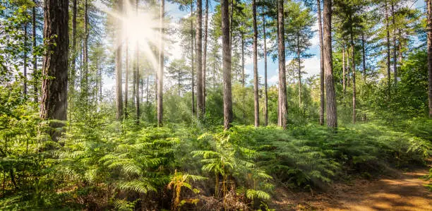 Green ferns in Belgian forest with sunshine through the tall trees. Panoramic landscape view with beautiful forest in Averbode which is part of the Merode landscape park in Flemish Brabant, Belgium.